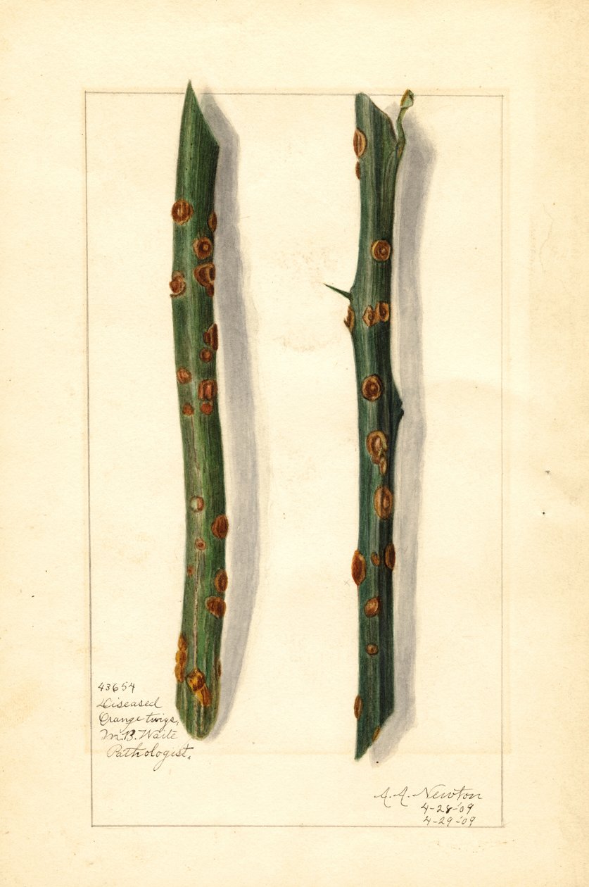 Dwie chore gałązki drzewa pomarańczowego (Citrus sinensis) (akwarela) autorstwa Amanda Almira Newton