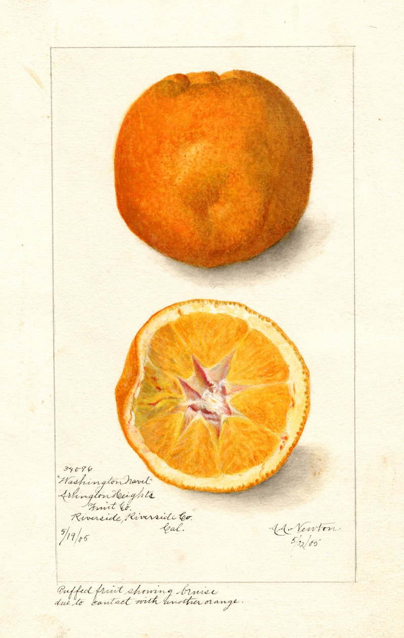Washington Navel Oranges (Citrus sinensis) (akwarela) autorstwa Amanda Almira Newton