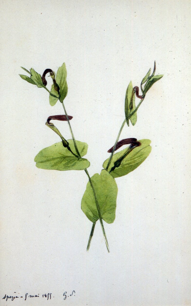 Aristolochia duży rodzaj roślin z rodziny Aristolochiaceae (akwarela) autorstwa Amantine Dupin