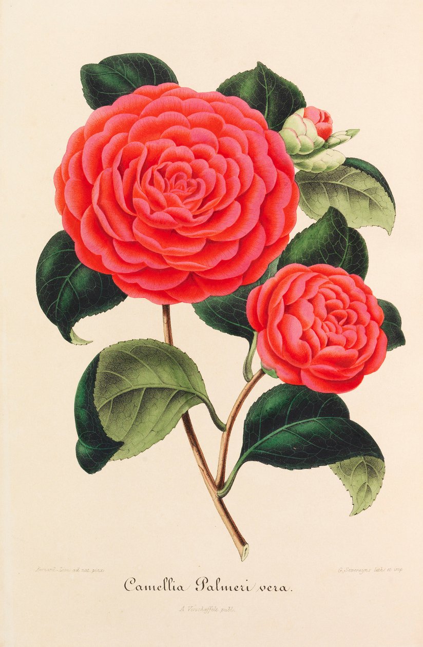 Nowa ikonografia kamelii, 1850-1860. autorstwa Ambroise Alexandre Verschaffelt
