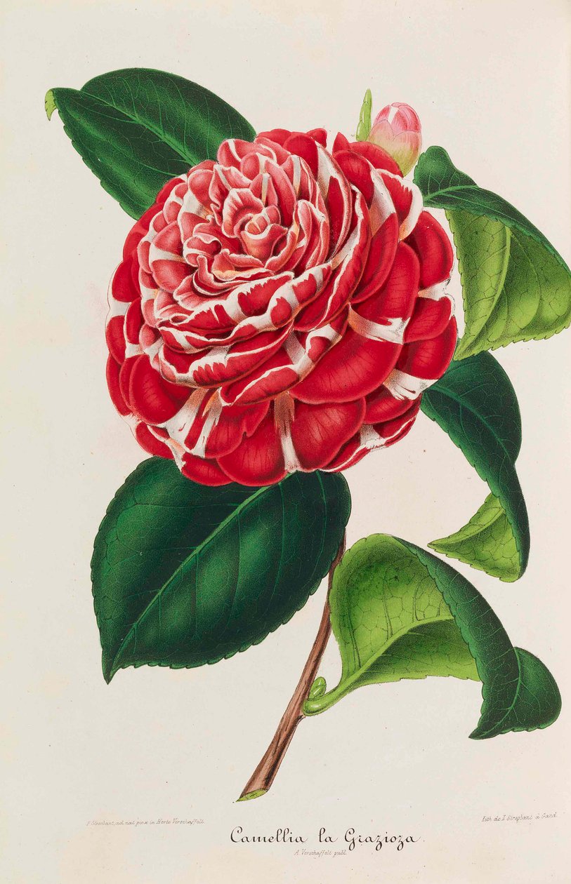 Nowa ikonografia kamelii, 1850-1860. autorstwa Ambroise Alexandre Verschaffelt