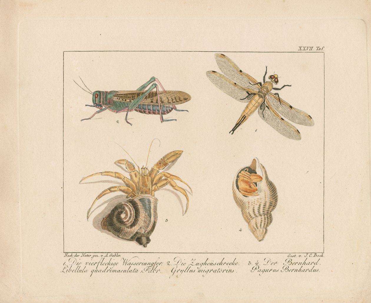  autorstwa Ambrosius Gabler