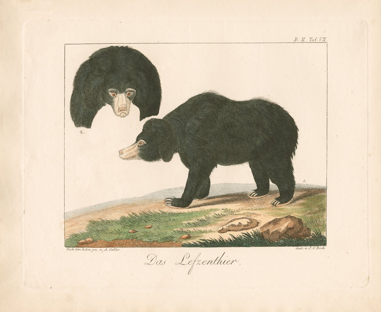 Malajski niedźwiedź słoneczny (ręcznie kolorowana litografia) autorstwa Ambrosius Gabler