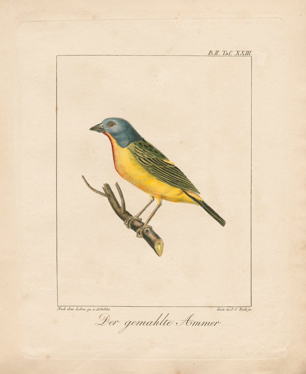 Painted Bunting (ręcznie kolorowana litografia) autorstwa Ambrosius Gabler