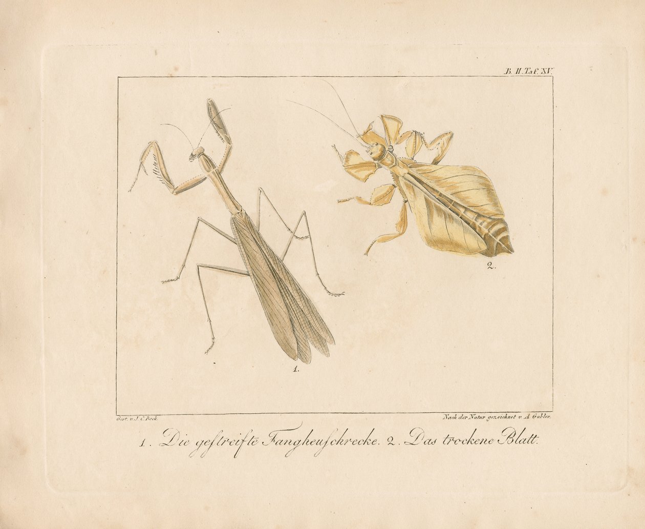  autorstwa Ambrosius Gabler