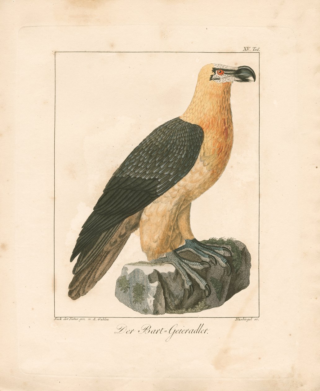  autorstwa Ambrosius Gabler