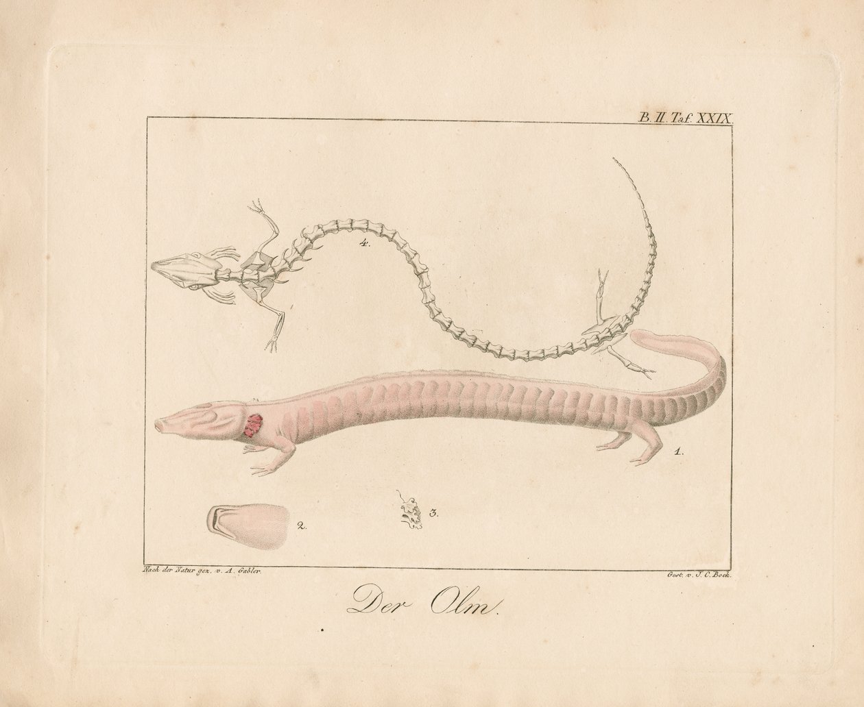 Olm (ręcznie kolorowana litografia) autorstwa Ambrosius Gabler