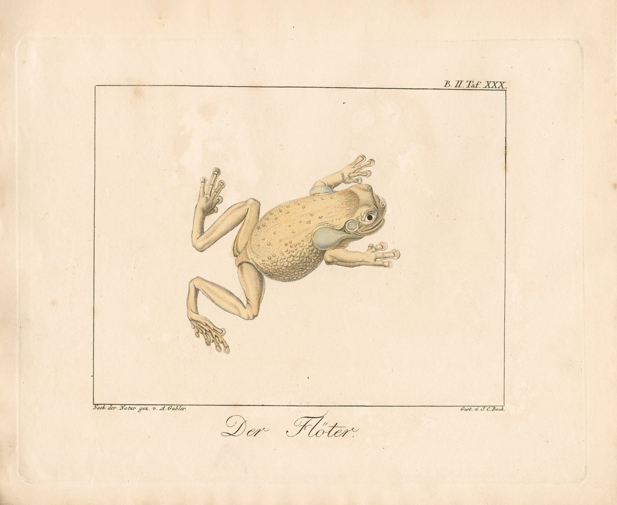 The Piper (ręcznie kolorowana litografia) autorstwa Ambrosius Gabler
