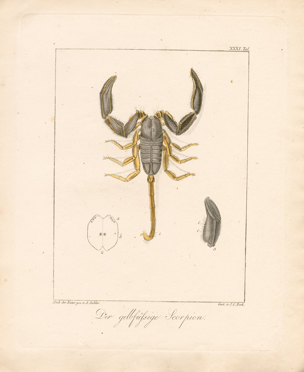 Żółtonogi skorpion (ręcznie kolorowany miedzioryt) autorstwa Ambrosius Gabler