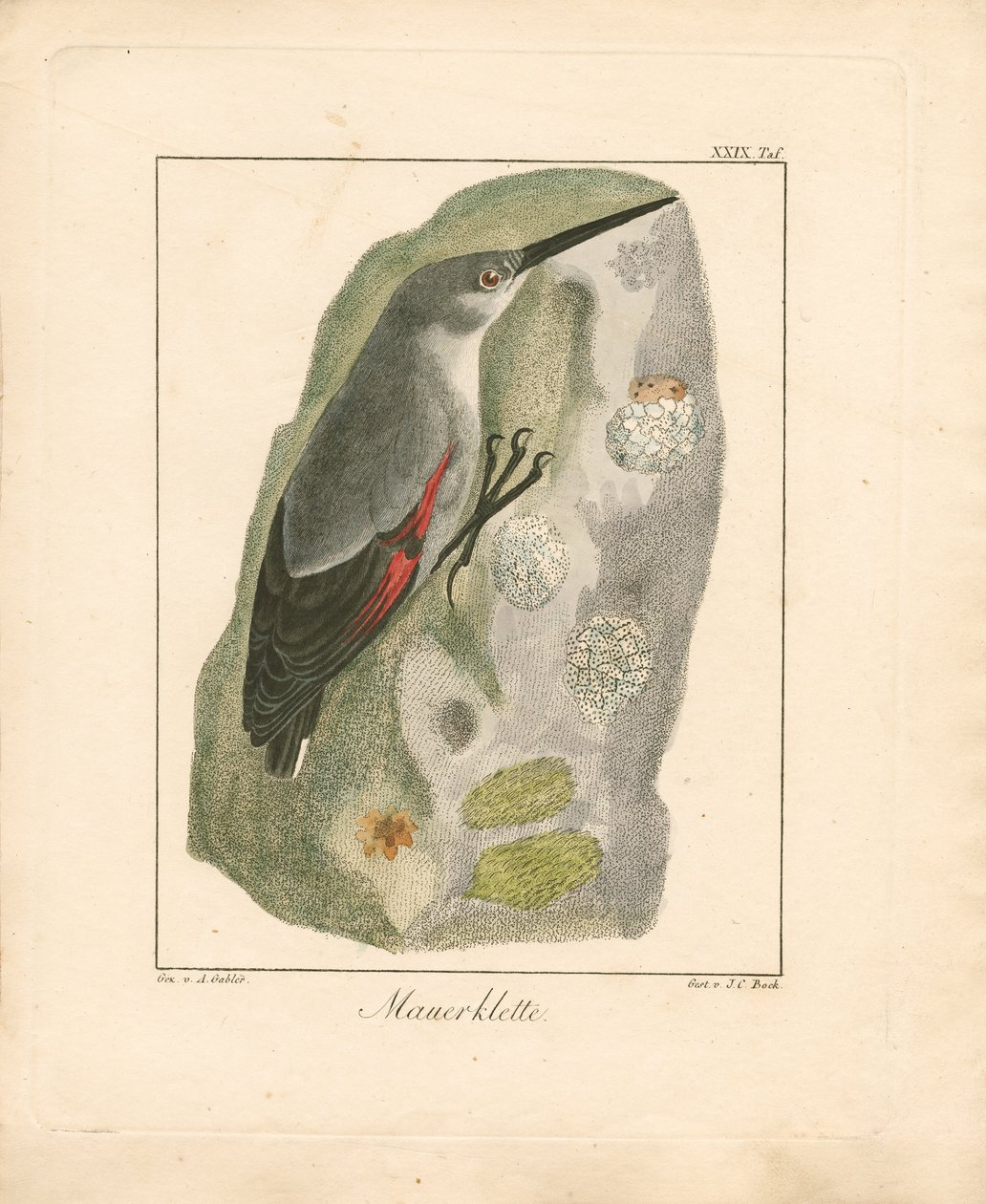 Wallcreeper (ręcznie kolorowany miedzioryt) autorstwa Ambrosius Gabler