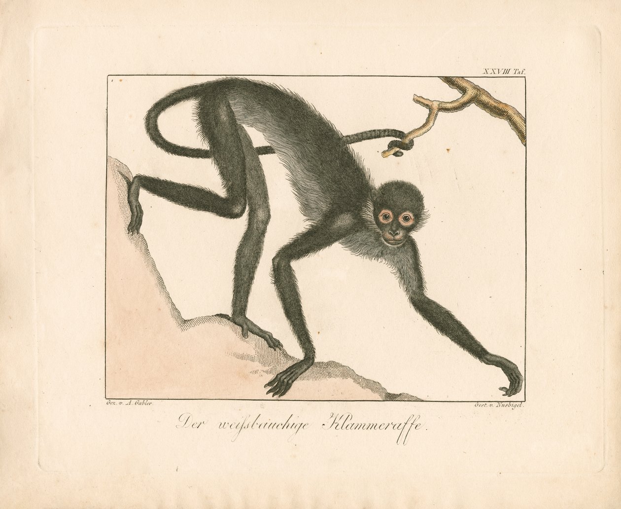  autorstwa Ambrosius Gabler