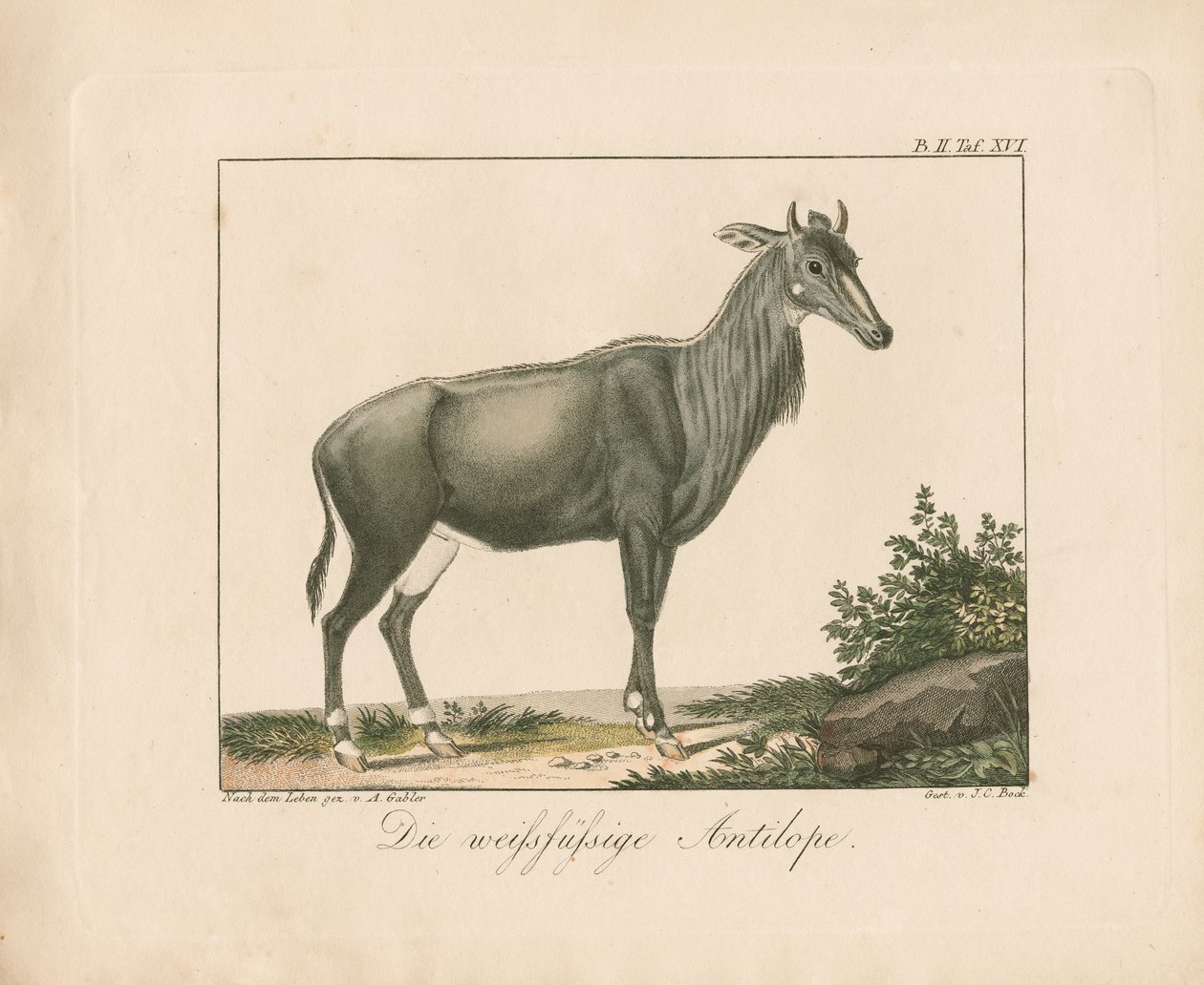 Antylopa białonoga (ręcznie kolorowany miedzioryt) autorstwa Ambrosius Gabler