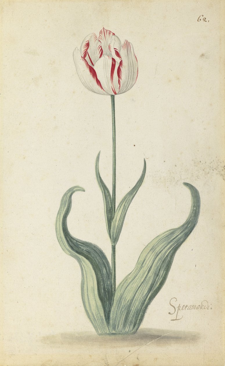 Tulipan "Speramondi", z albumu kwiatów, ok. 1640 autorstwa Ambrosius the Younger Bosschaert