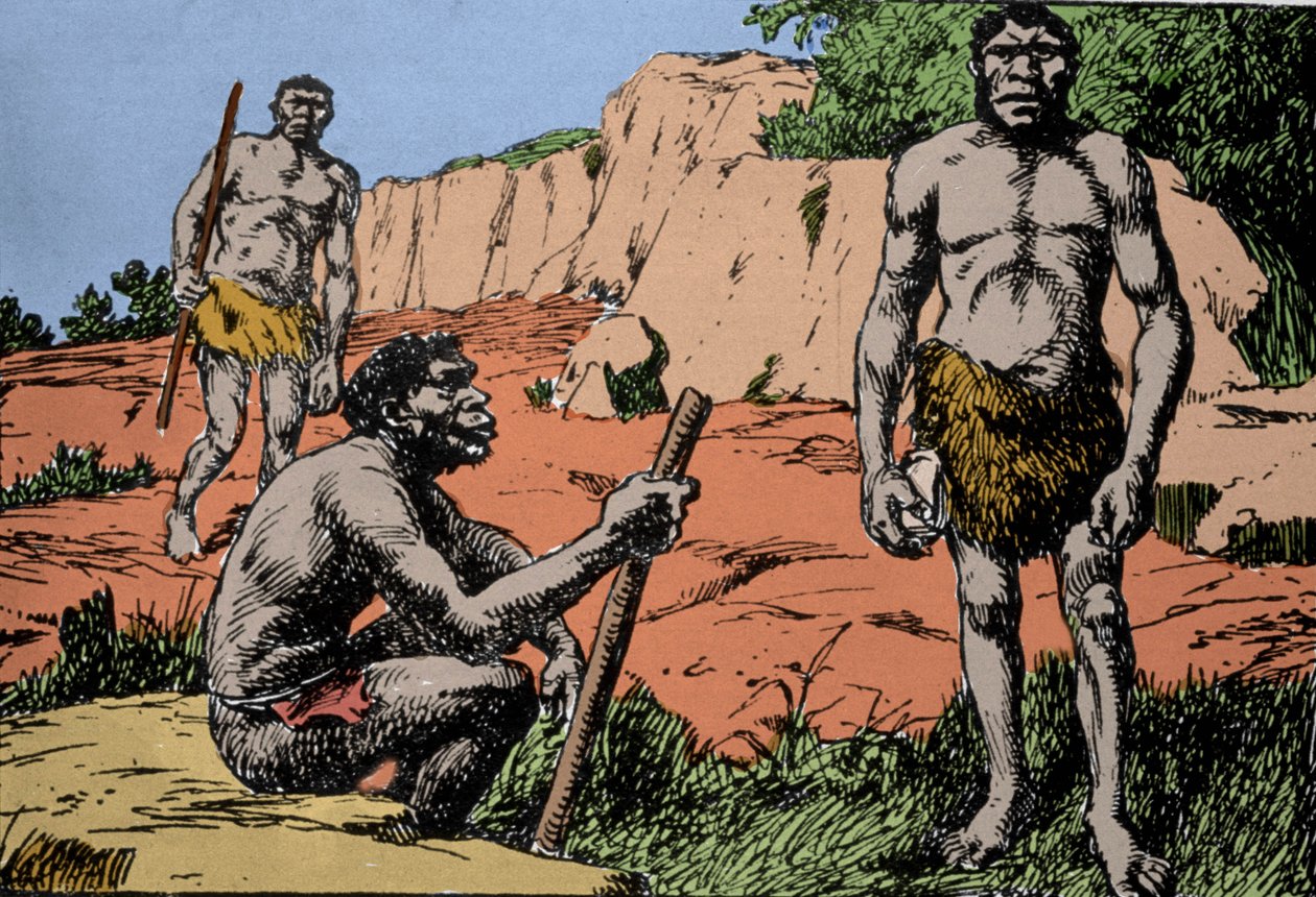 Prehistoria: przedstawienie Homo rhodesiensis lub człowieka z Broken hill, przodka Homo sapiens, którego skamieniałości odkryto w Rodezji (dzisiejsza Zambia w Afryce). Rysunek A. Forestiera. DR autorstwa Amedee Forestier