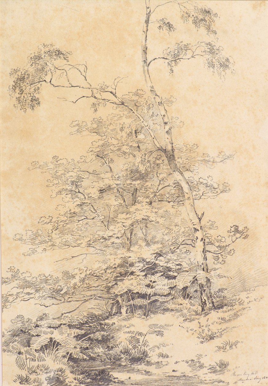 Bromley Hill autorstwa Amelia Long