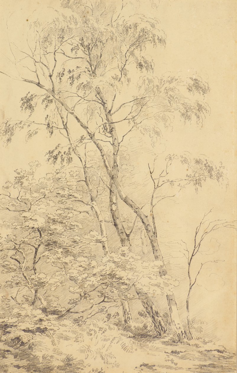 Drzewa w Bromley [lub Drzewa] autorstwa Amelia Long