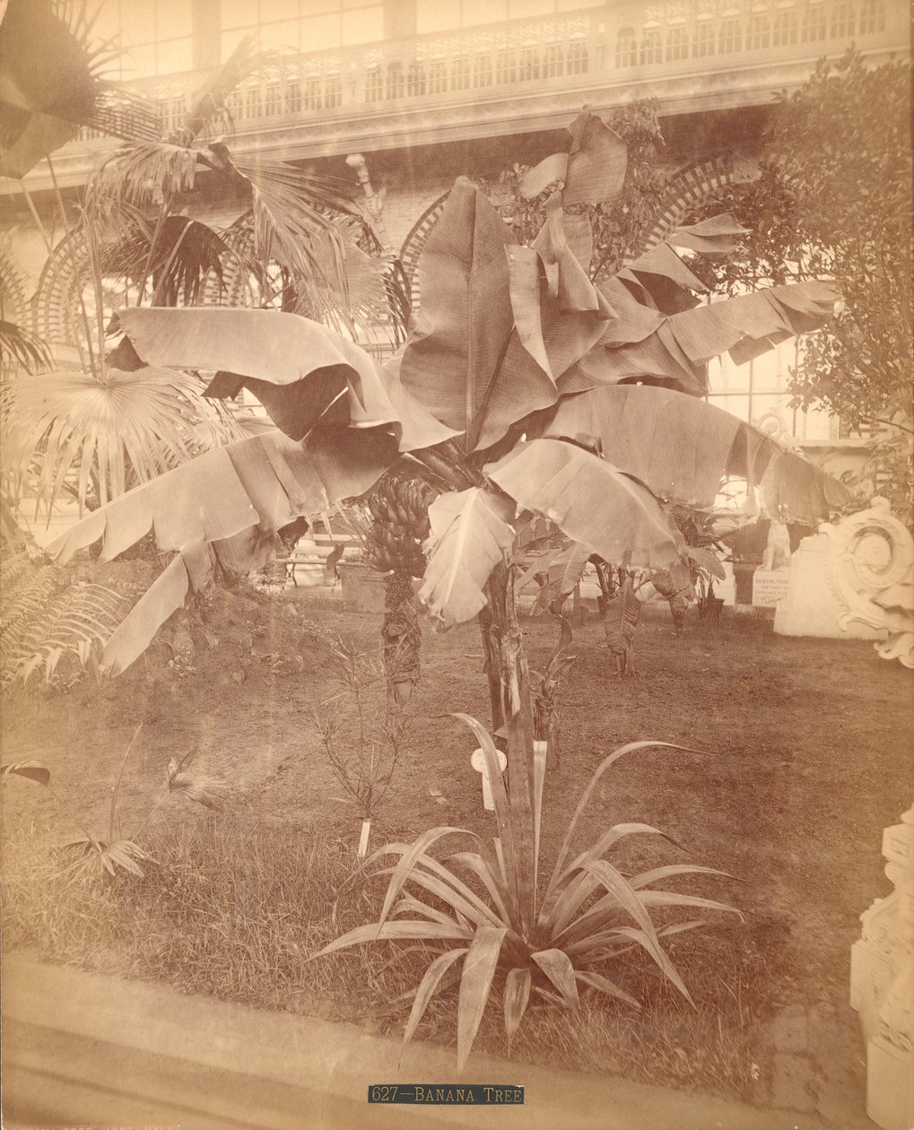 Drzewo bananowe, Wystawa Stulecia Pensylwanii, 1876 (srebrna odbitka albuminowa) autorstwa American Photographer