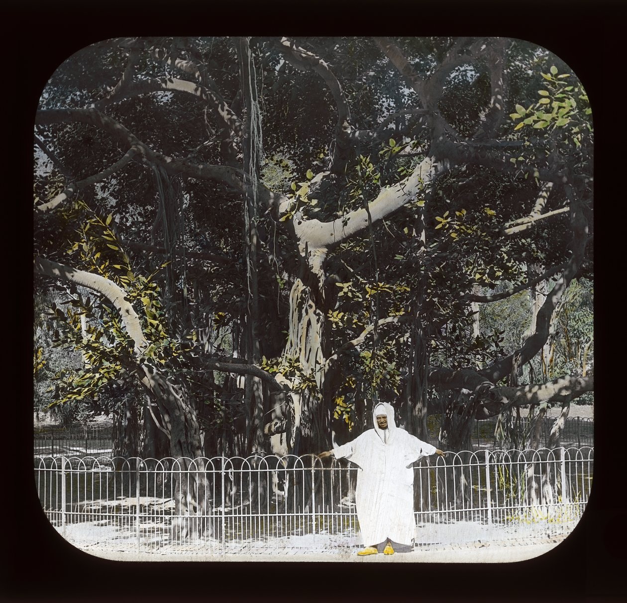 Egipt - Banyan Tree, Esbekiyeh Place, Kair (zjeżdżalnia z latarnią) autorstwa American Photographer