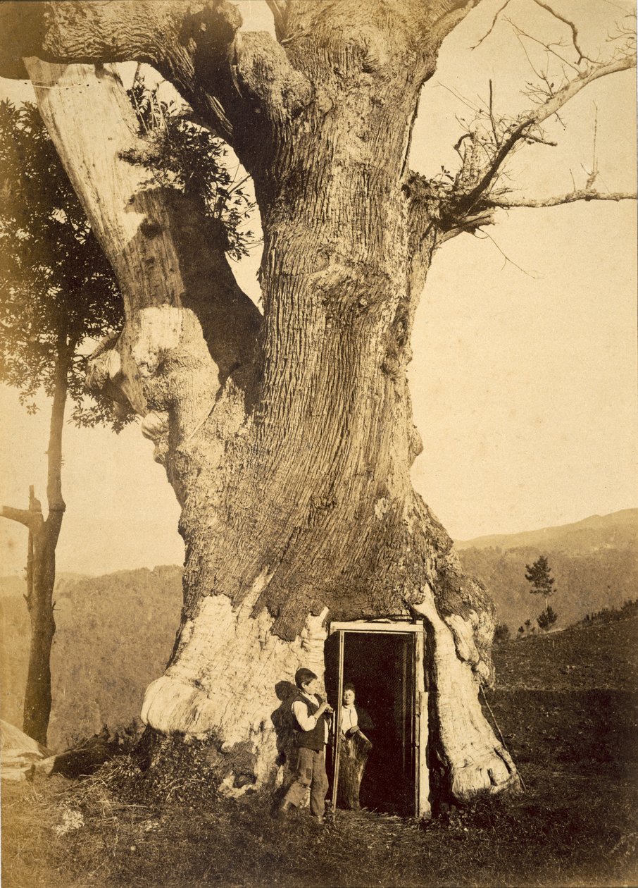 Dwóch chłopców w drzwiach ich domku na drzewie, ok. 1870-80 autorstwa American Photographer