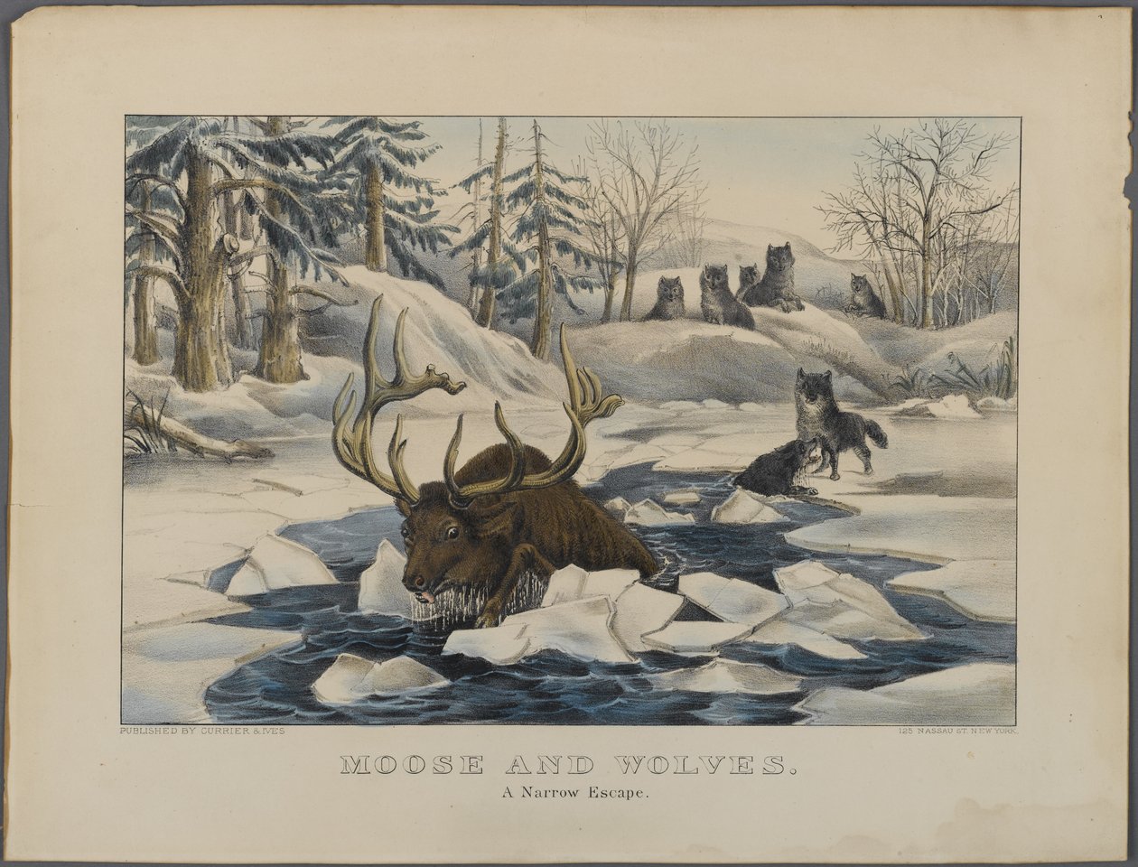Moose and Wolves, A Narrow Escape, wyd. Currier & Ives, Nowy Jork (litografia ręcznie kolorowana) autorstwa American School