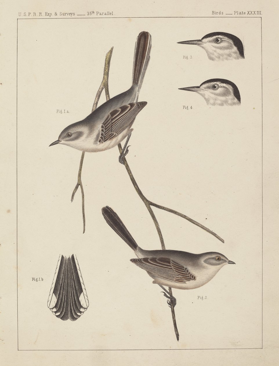 Ptaki - ZSRR Do potęgi. i ankiety, 35 równoleżnik autorstwa American 19th Century