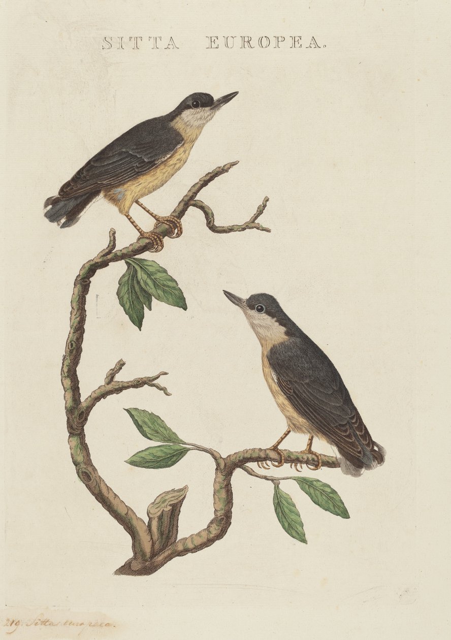 Sitta europaea autorstwa American 19th Century