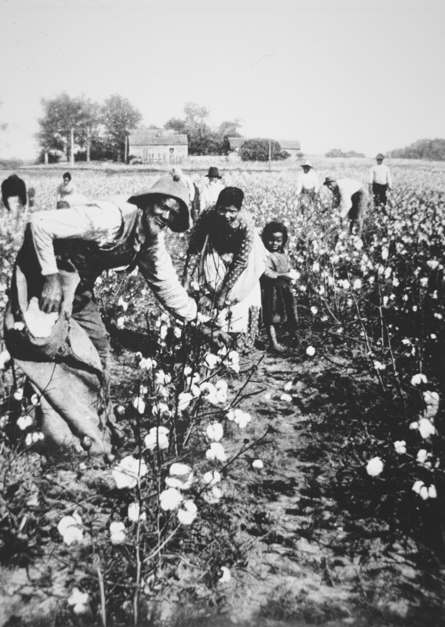 Czarne zbieracze bawełny, ok. 1900 (zdjęcie czarno-białe) autorstwa American Photographer