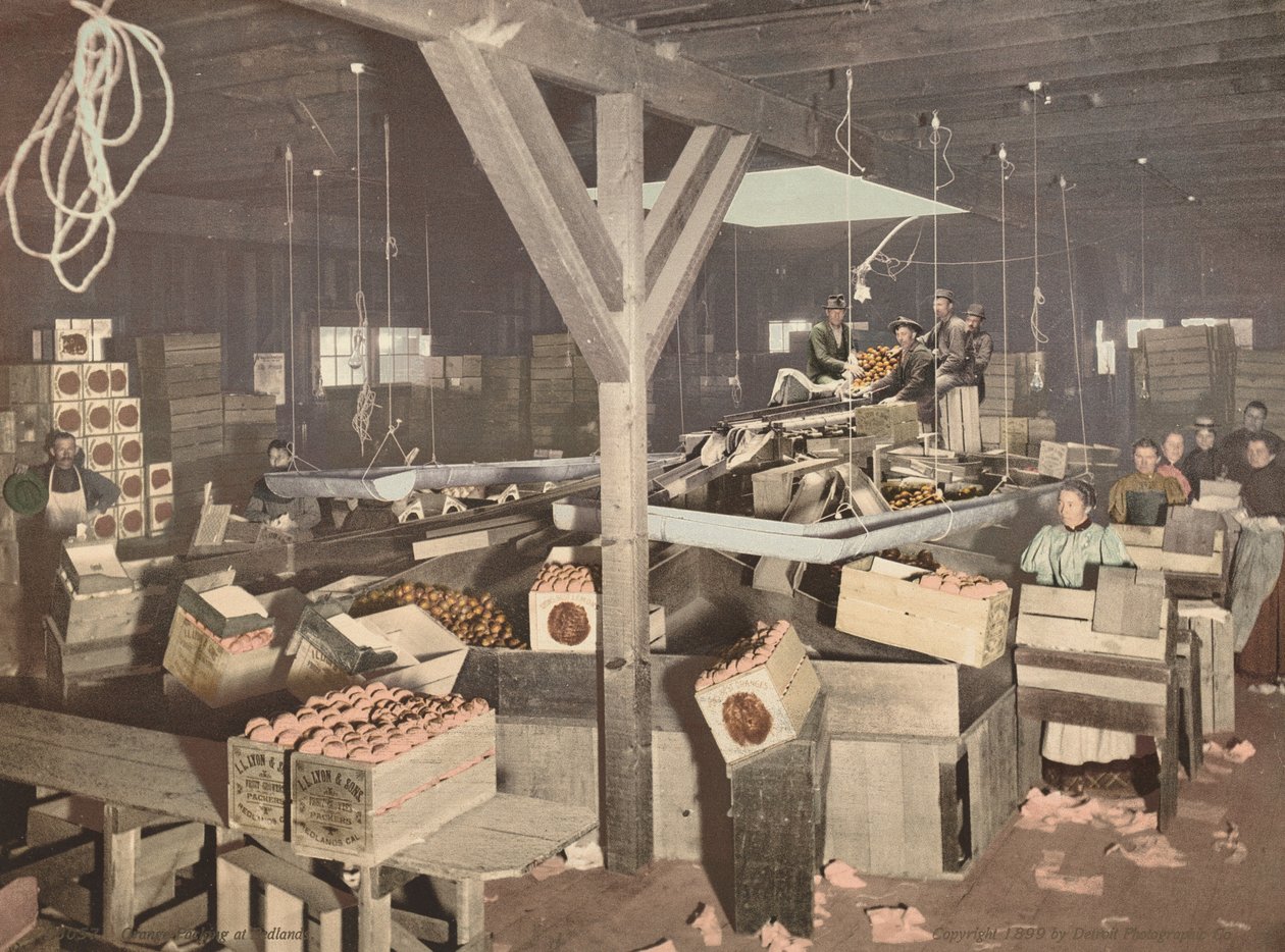 Pakowanie pomarańczy w Redlands, opublikowane w 1899 r. (zdjęcie) autorstwa American Photographer