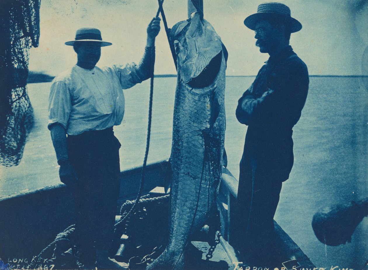 "Tarpon lub Silver King", 29 października autorstwa American Photographer