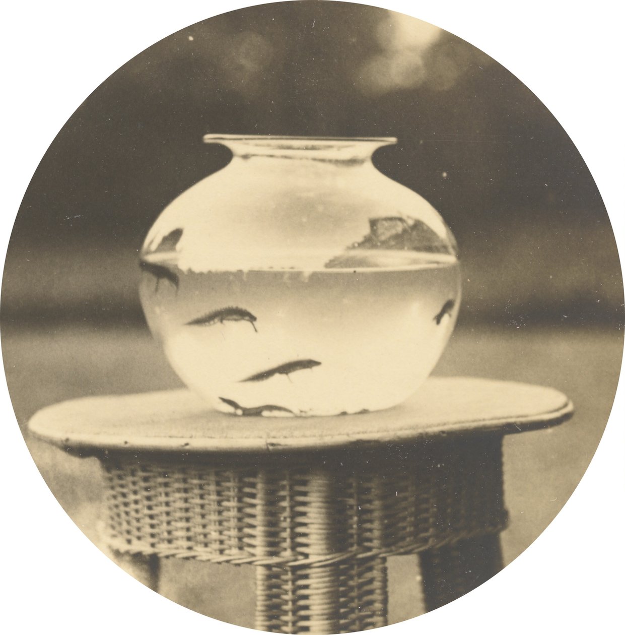 Bez tytułu (Fishbowl), ok. 1888 (zdjęcie) autorstwa American Photographer