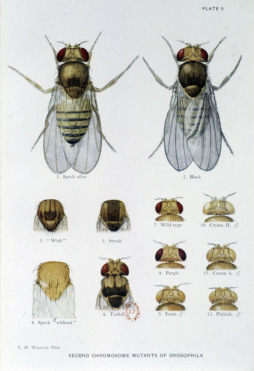 Abeilles - w „Wkład w genetykę muszki drosophila melanogaster””, Thomas H. Morgan autorstwa American School