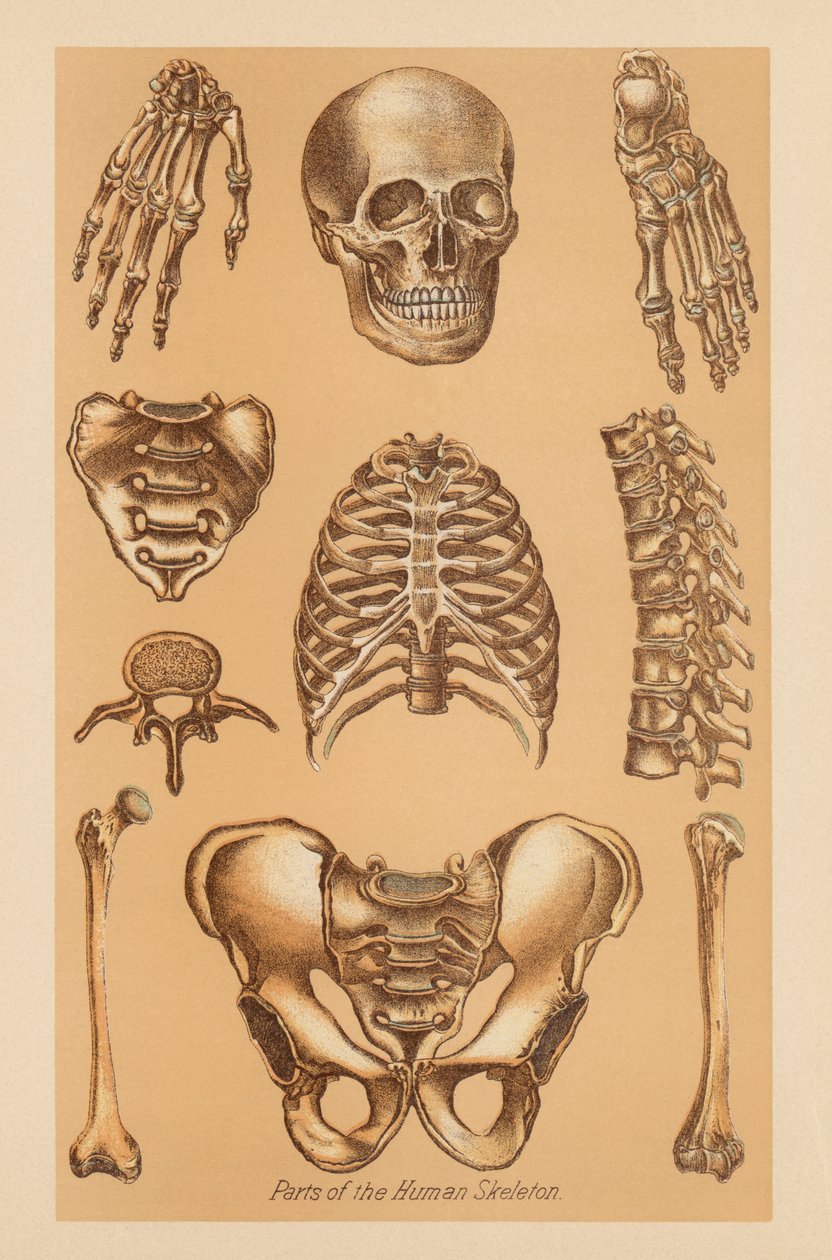 Anatomiczne badanie ludzkiego szkieletu autorstwa American School