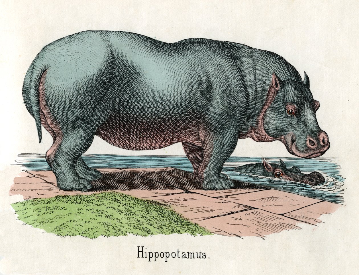 Antyczny druk hipopotama autorstwa American School
