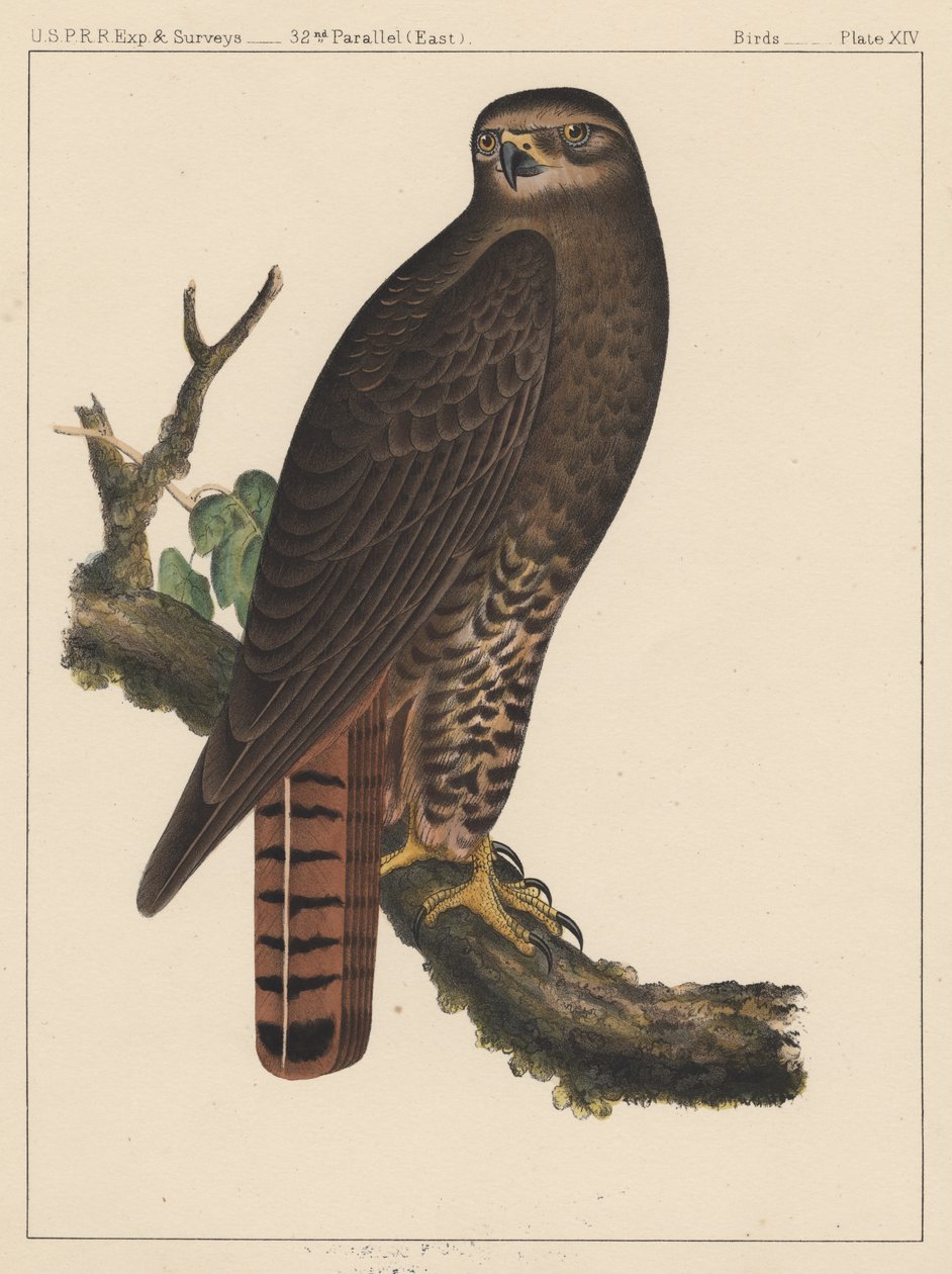 Ptaki, plansza XIV, 1855 autorstwa American School