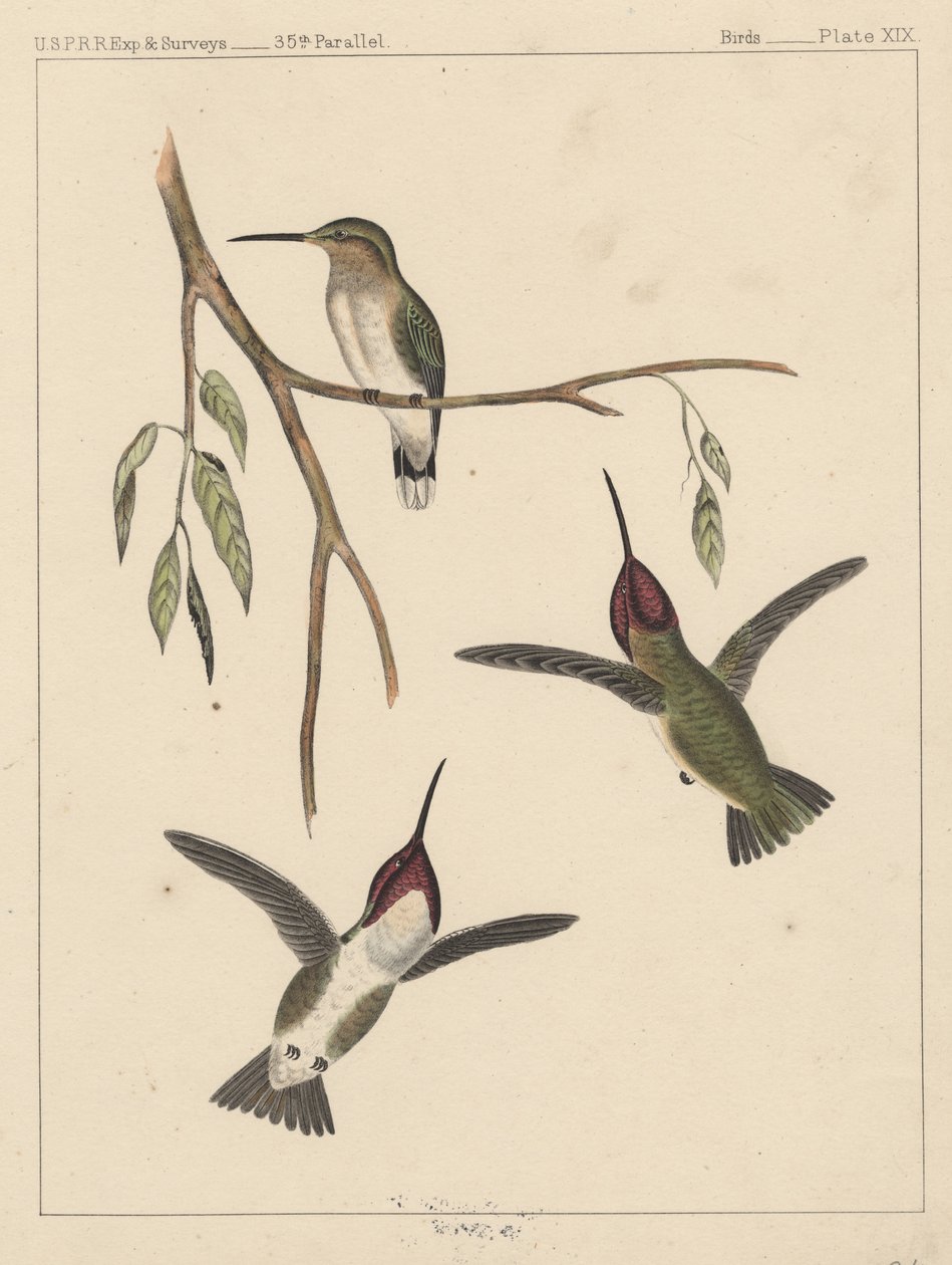 Ptaki, plansza XIX, 1855 autorstwa American School