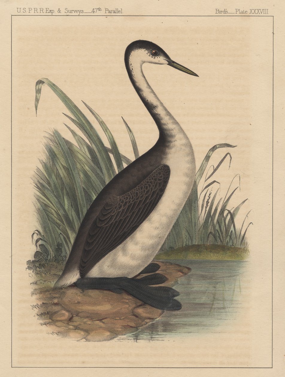 Ptaki, plansza XXXVIII, 1855 autorstwa American School