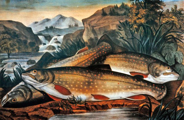 Brook Trout- Just Caught, wyd. Currier & Ives, ok. 1870 (kolor lito) autorstwa American School