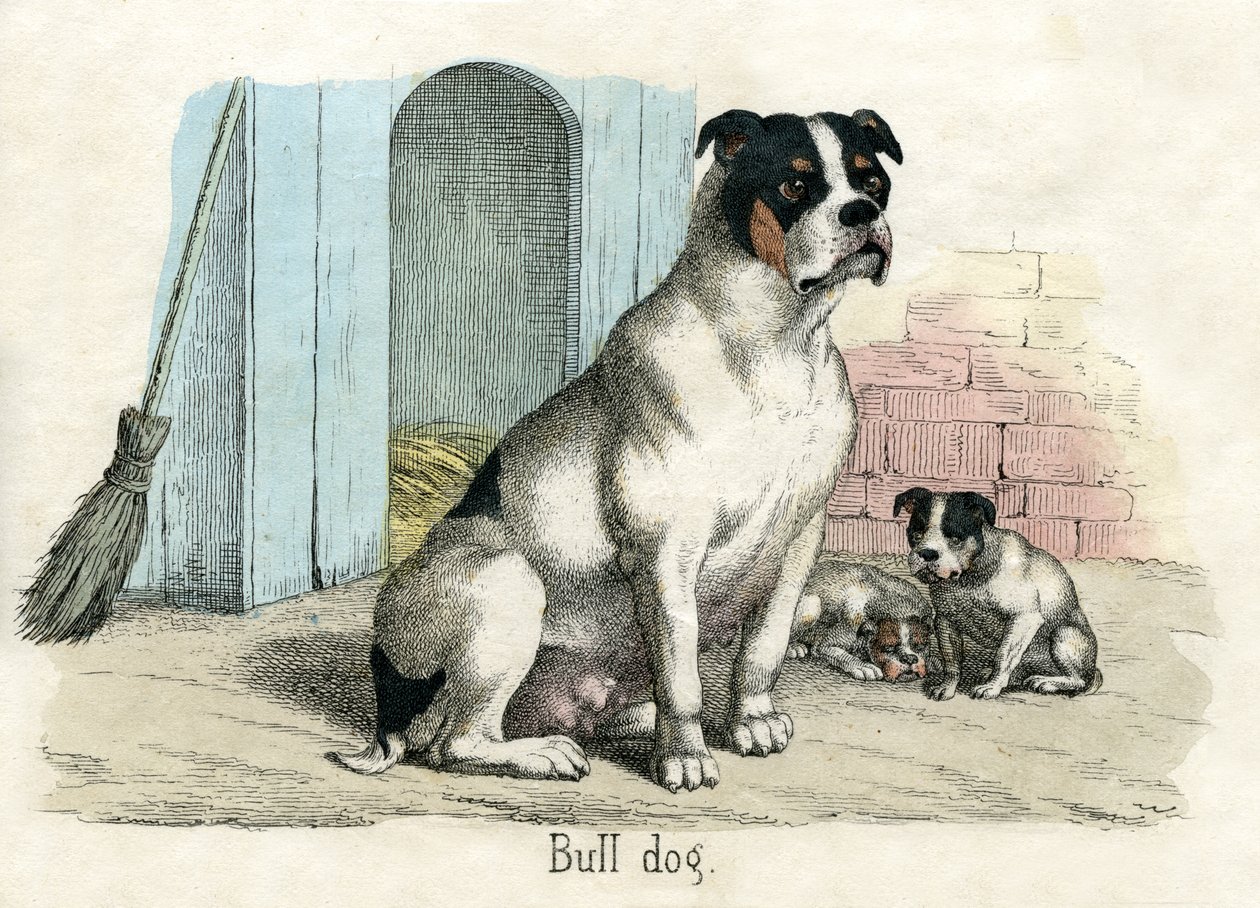 Buldog, z Historii naturalnej zwierząt autorstwa American School