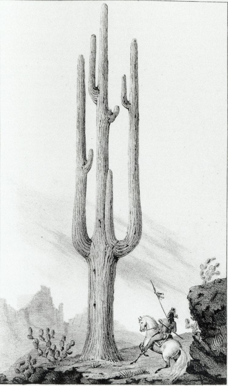 Cereus Giganteus autorstwa American School