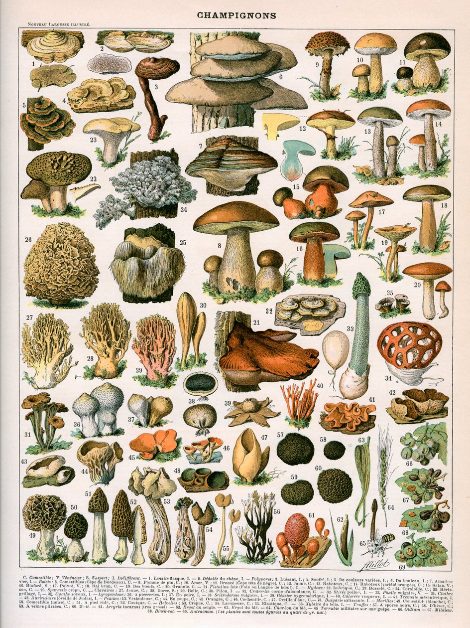 Nadruk dekoracyjny "Champignons" autorstwa Demoulin autorstwa American School