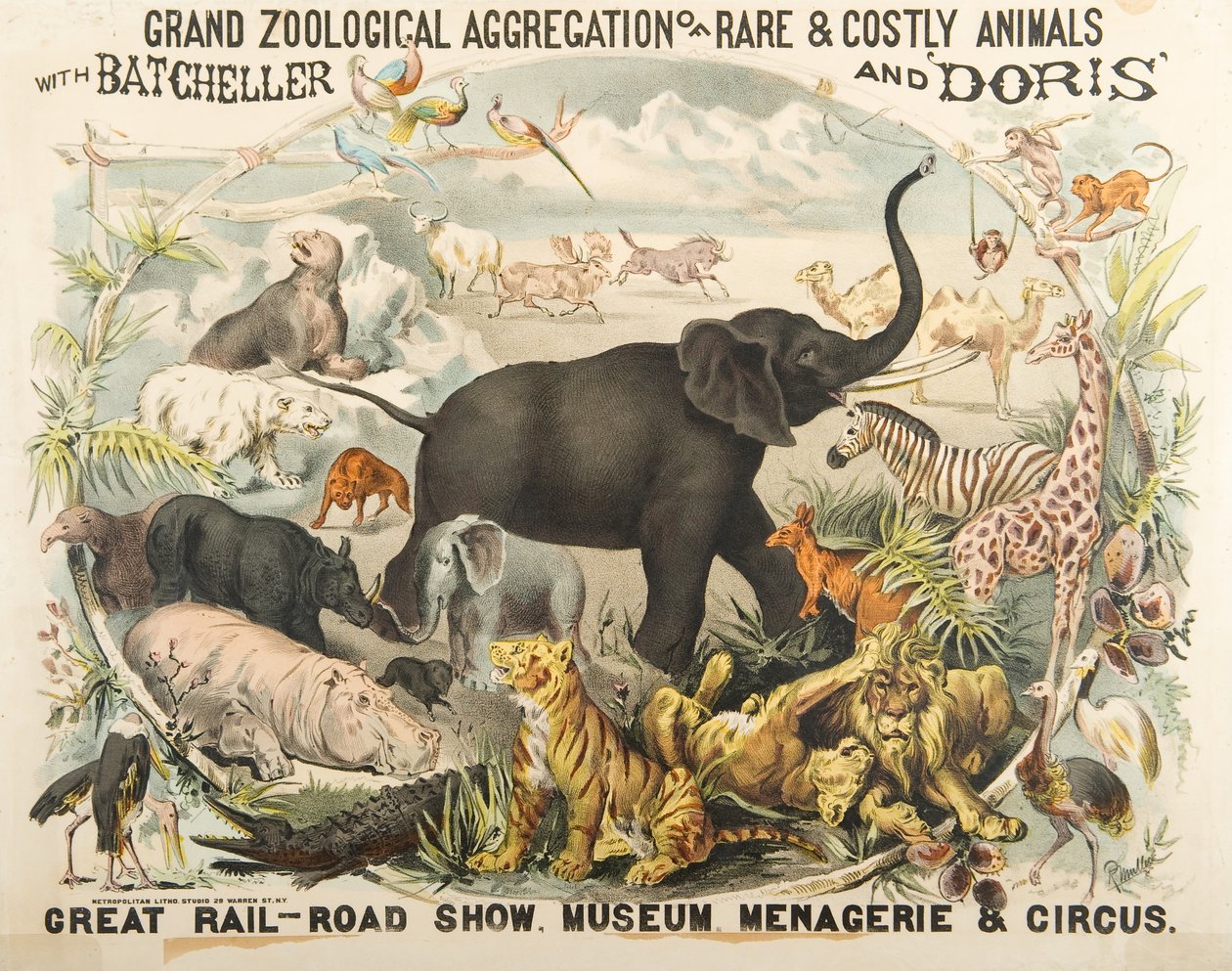 Wielka Zoologiczna Agregacja Rzadkich i Kosztownych Zwierząt z Batchellerem i Doris (chromolitho) autorstwa American School