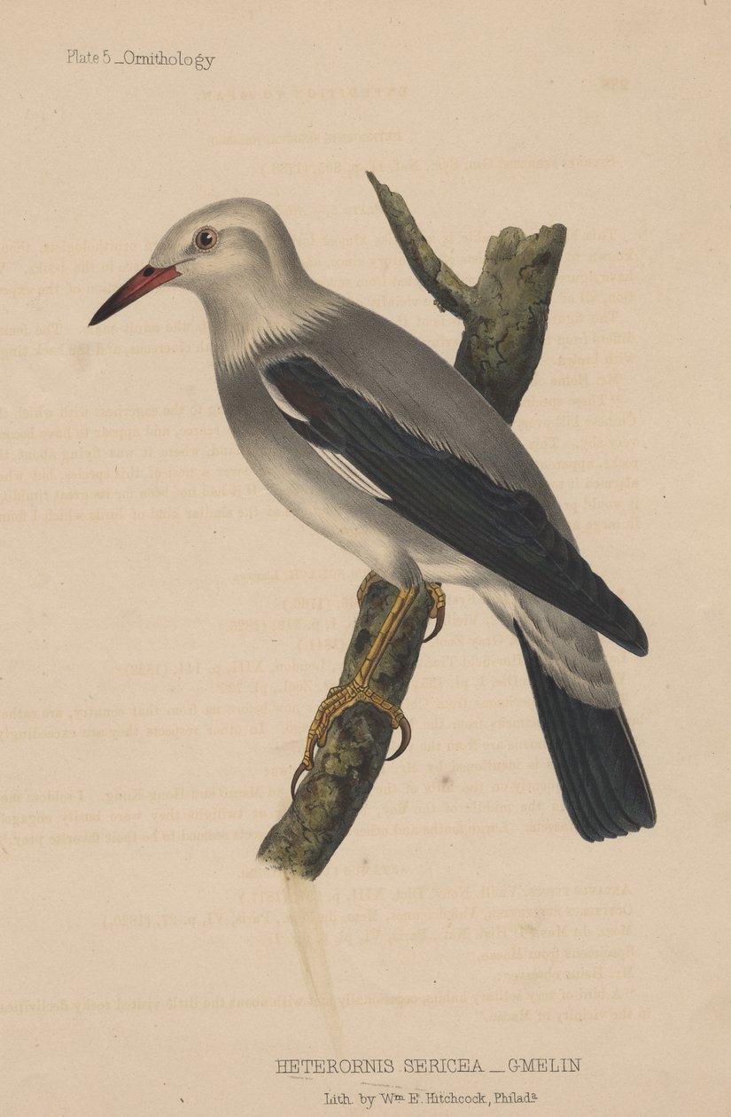 Heterornis Sericea (Gmelin), 1855 autorstwa American School
