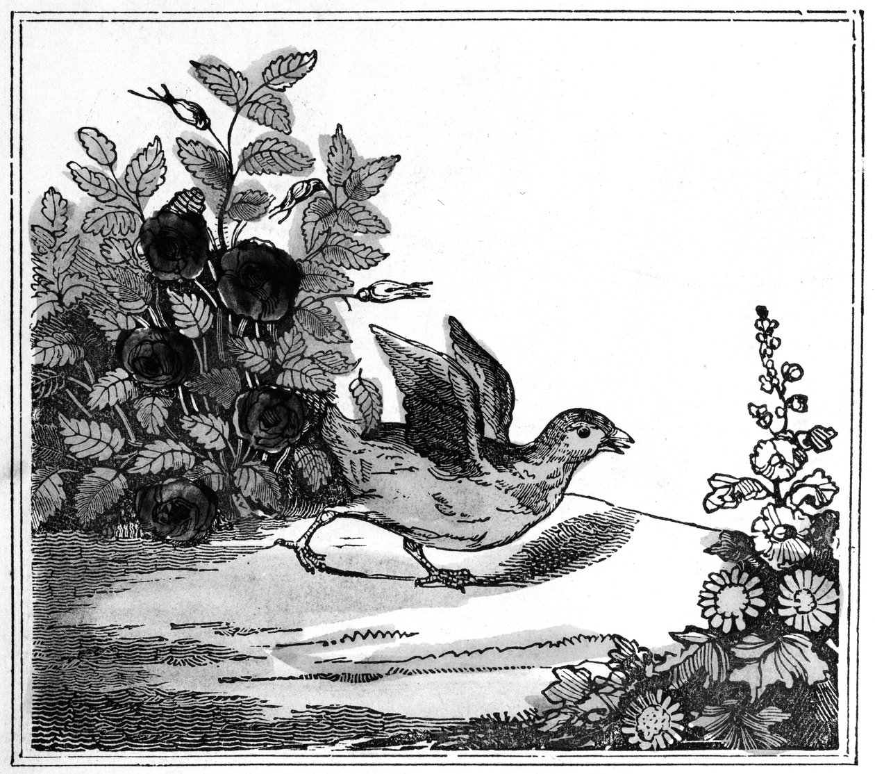 Ilustracja z Niezwykłej historii Kurczaka Małego, 1840 autorstwa American School