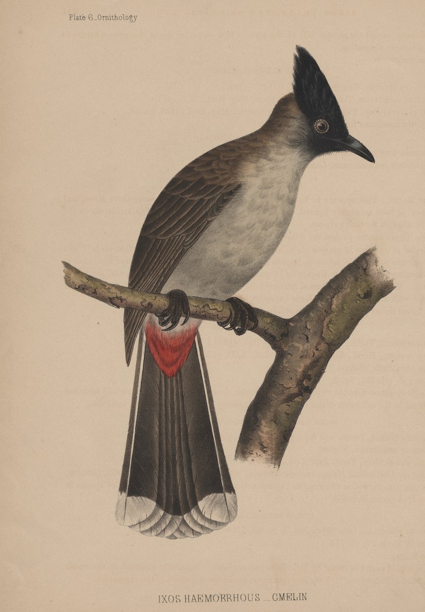 Ixos haemorrhous (Gmelin) autorstwa American School