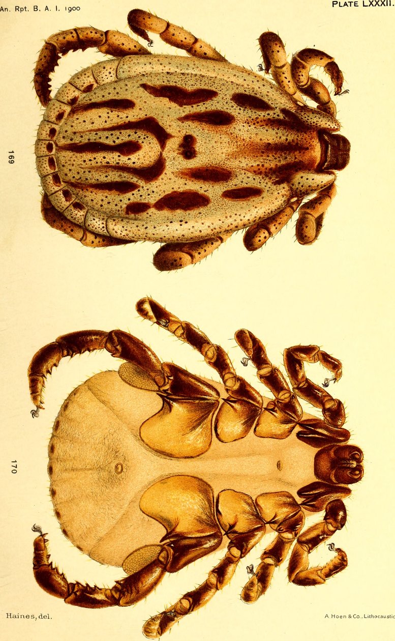 Mężczyzna Dermacentor reticulatus, ilustracja z filmu "Kleszcze bydlęce (Ixodoidea) w Stanach Zjednoczonych" autorstwa American School