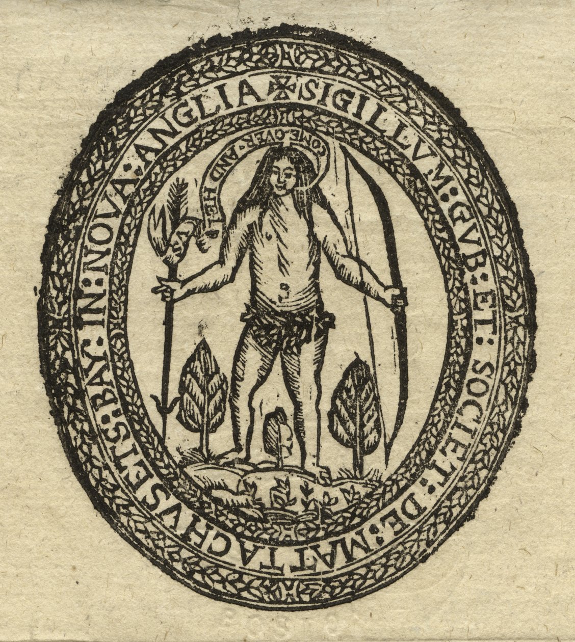 Foka kolonii Zatoki Massachusetts autorstwa American School
