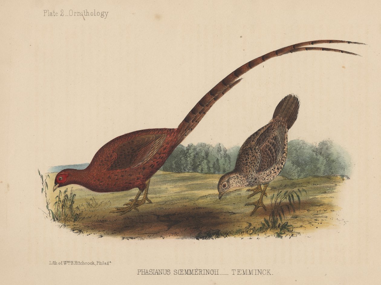 Fasianus Soemmeringh (Temminck) autorstwa American School