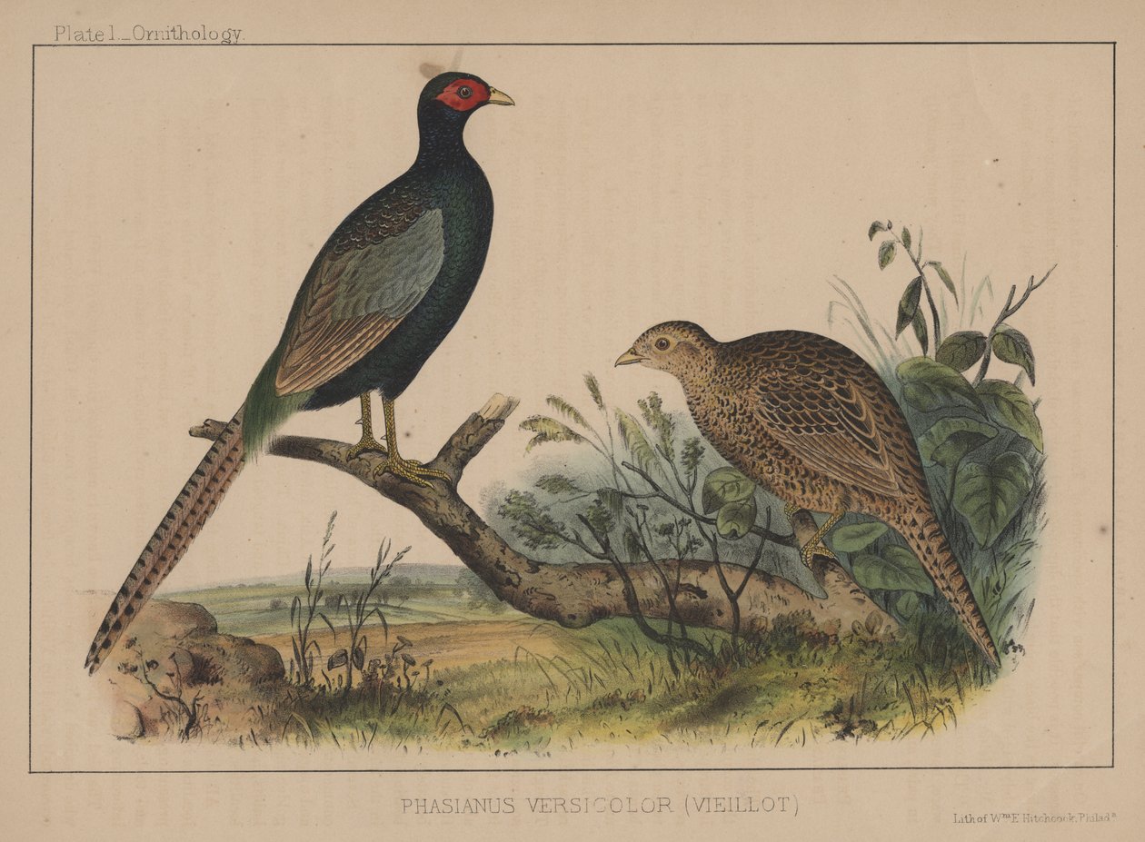 Phasianus Versicolor (Vieillot) autorstwa American School