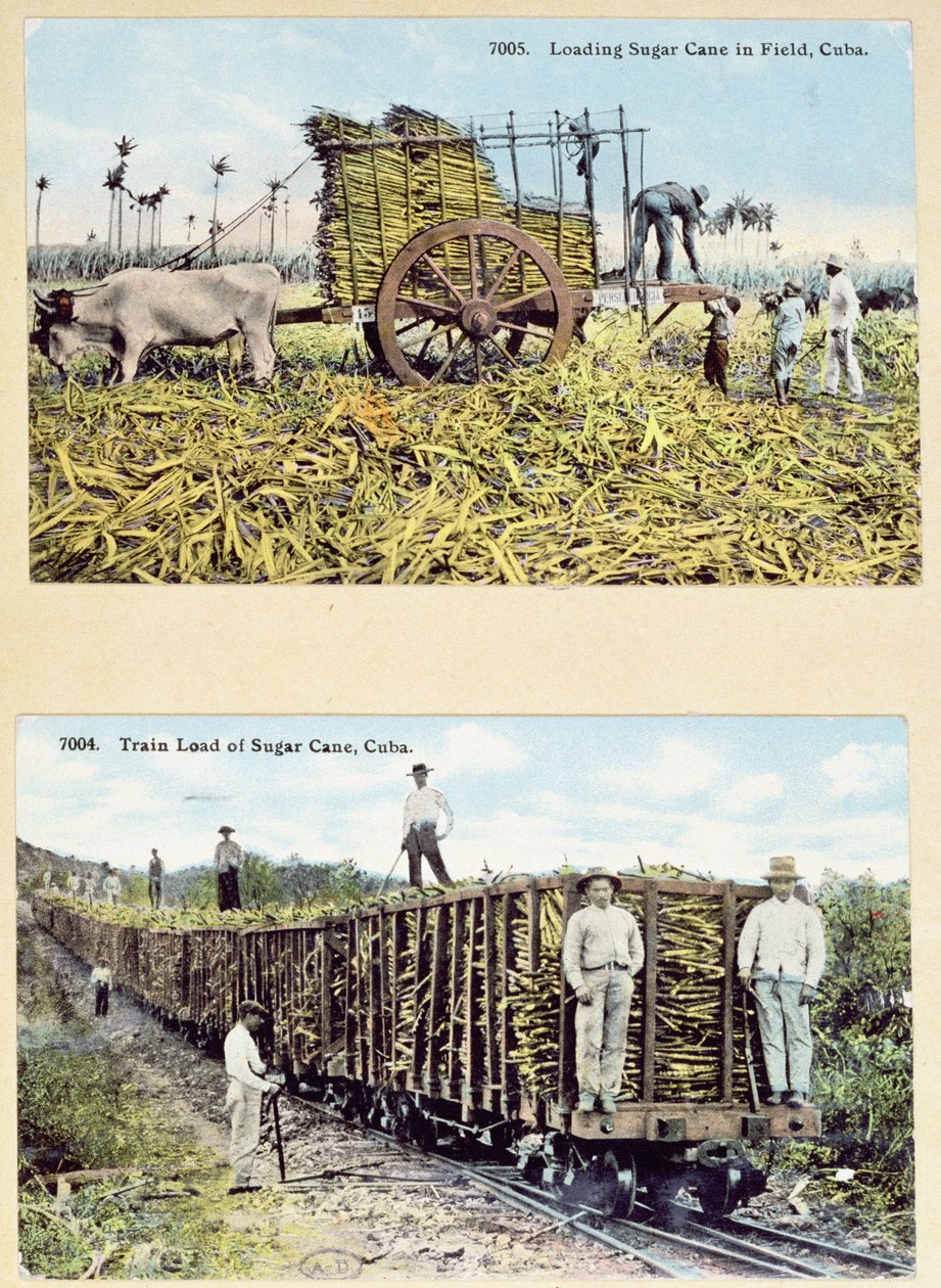 Pocztówki przedstawiające plantacje trzciny cukrowej na Kubie, ok. 1910 r. autorstwa American School