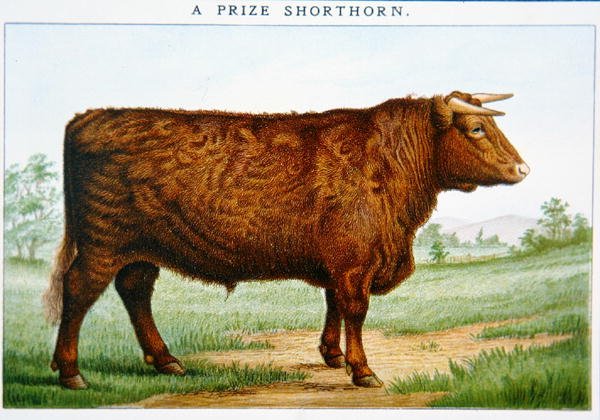Nagroda Shorthorn Bull (kolor lito) autorstwa American School